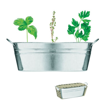 MIX SEEDS Zinc tub with 3 herbs seeds