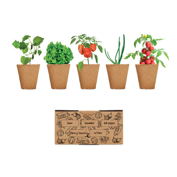 SALAD Salad growing kit